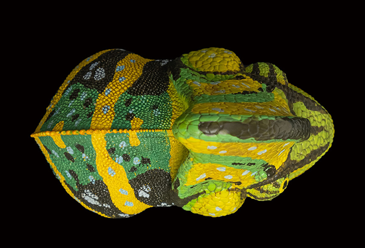 AHB Series 15 / Chamaeleo calyptoratus (Green) - Veiled Chameleon / Chameleon
