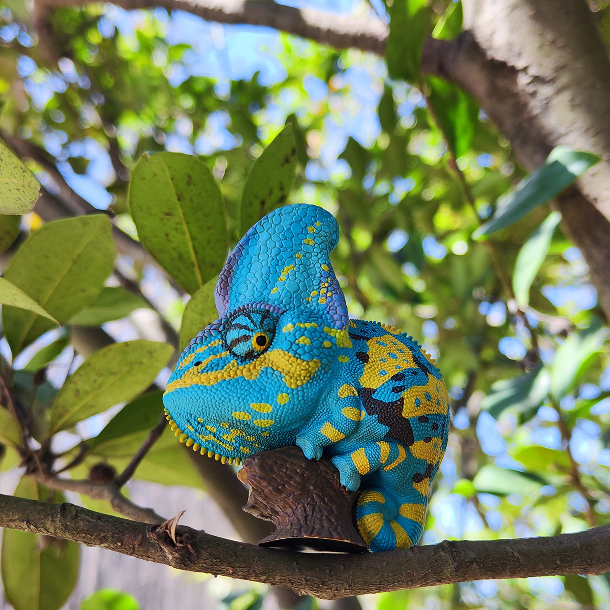 AHB Series 15 / Chamaeleo calyptoratus (Blue) - Veiled Chameleon / Chameleon