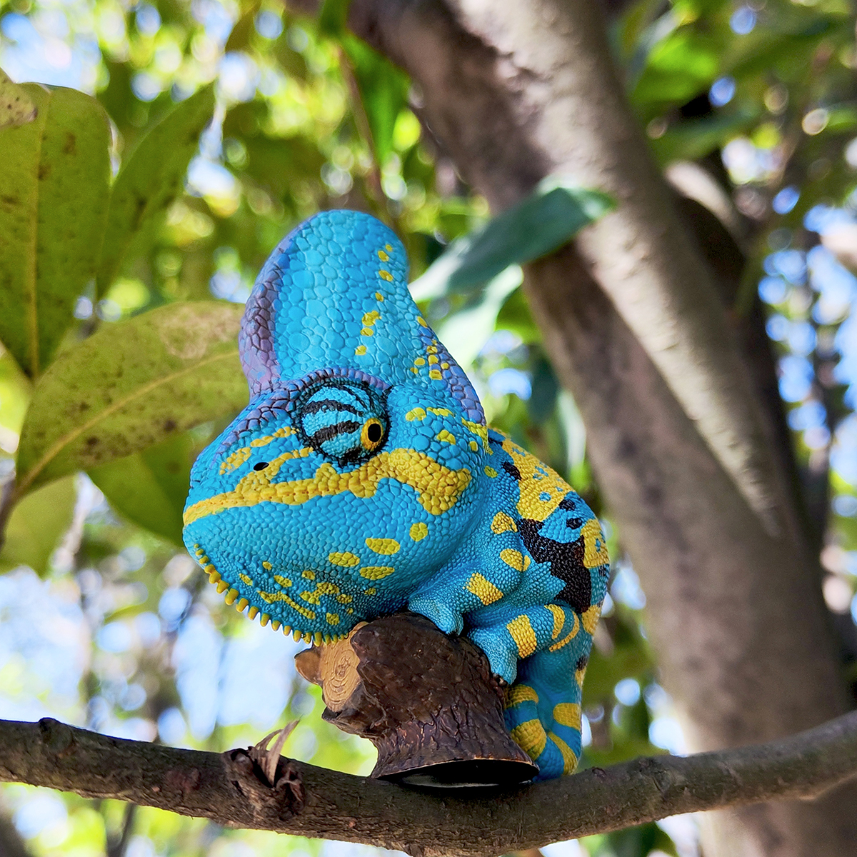 AHB Series 15 / Chamaeleo calyptoratus (Blue) - Veiled Chameleon / Chameleon