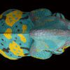 AHB Series 15 / Chamaeleo calyptoratus (Blue) - Veiled Chameleon / Chameleon