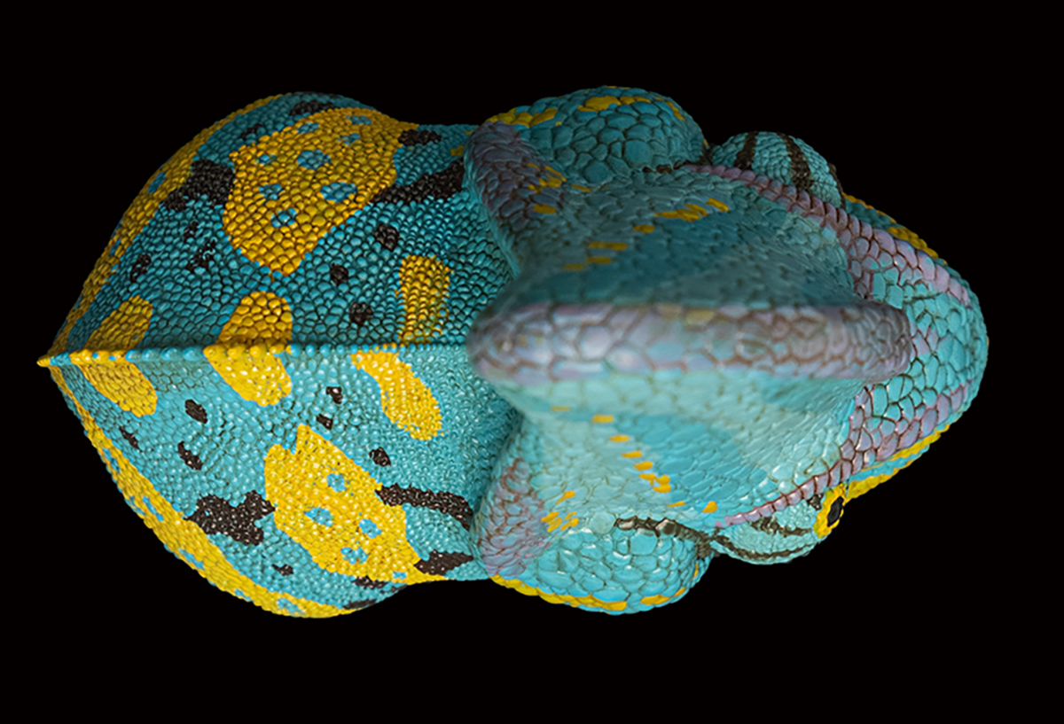 AHB Series 15 / Chamaeleo calyptoratus (Blue) - Veiled Chameleon / Chameleon
