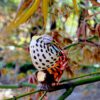 AHB Series 15 / Furcifer lateralis - Carpet Chameleon / Chameleon
