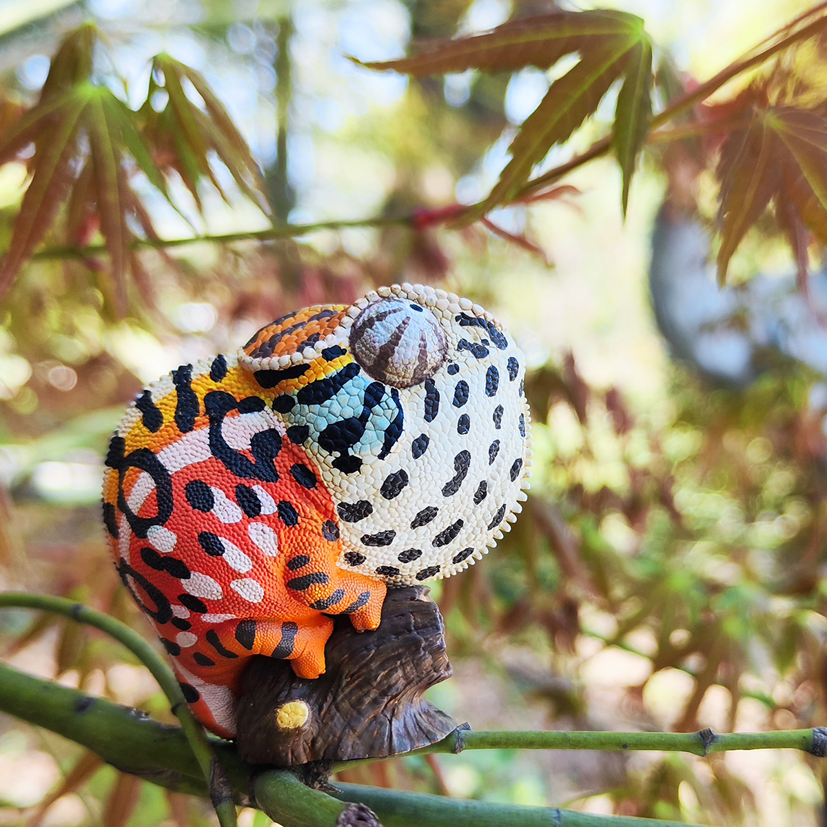 AHB Series 15 / Furcifer lateralis - Carpet Chameleon / Chameleon