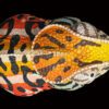 AHB Series 15 / Furcifer lateralis - Carpet Chameleon / Chameleon