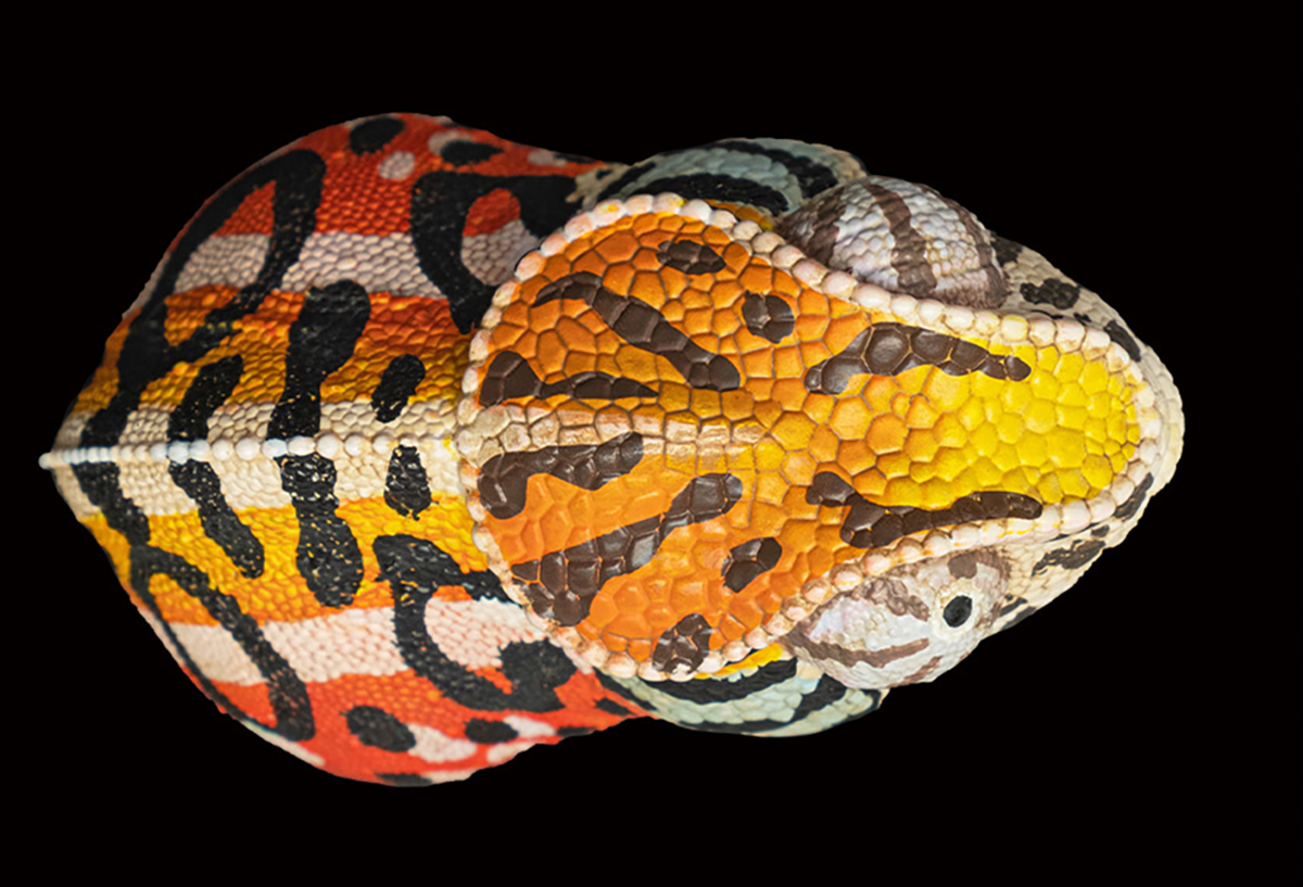 AHB Series 15 / Furcifer lateralis - Carpet Chameleon / Chameleon