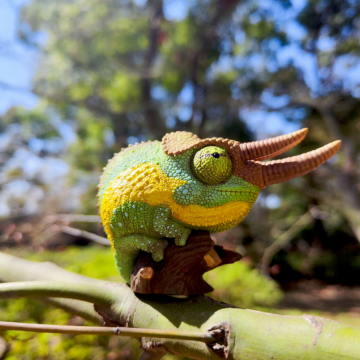 AHB Series 15 / Trioceros jacksonii - Jackson’s Chameleon / Chameleon
