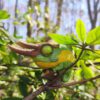 AHB Series 15 / Trioceros jacksonii - Jackson’s Chameleon / Chameleon