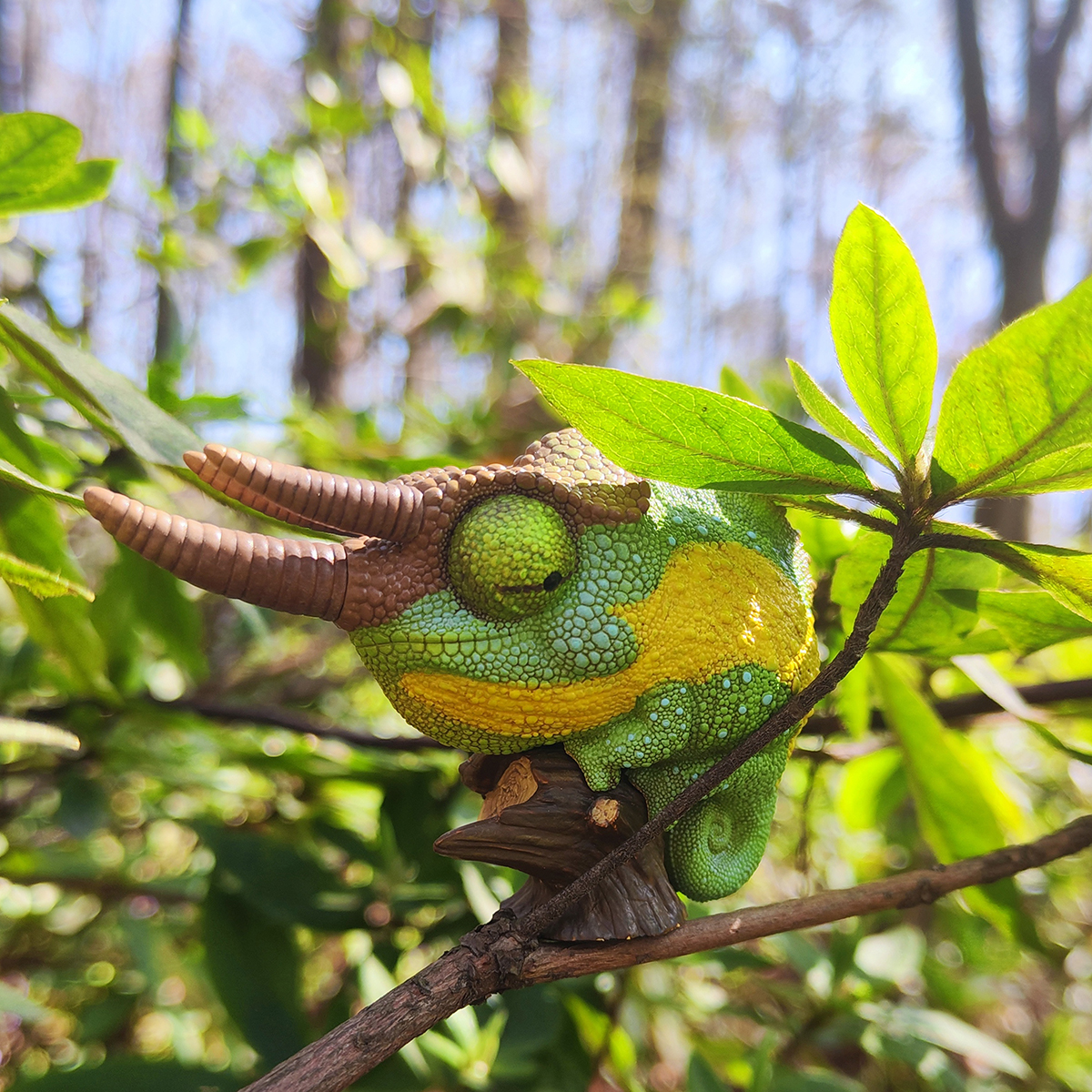 AHB Series 15 / Trioceros jacksonii - Jackson’s Chameleon / Chameleon
