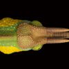 AHB Series 15 / Trioceros jacksonii - Jackson’s Chameleon / Chameleon