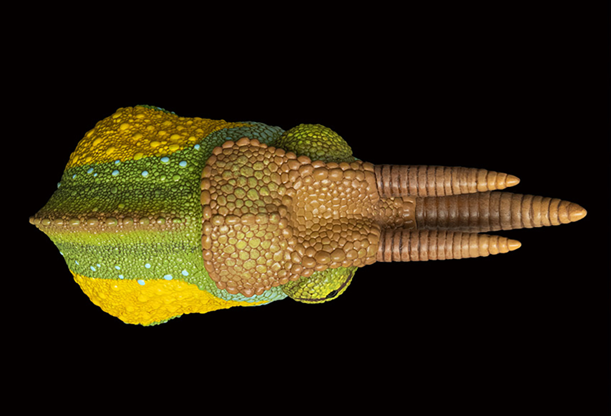 AHB Series 15 / Trioceros jacksonii - Jackson’s Chameleon / Chameleon