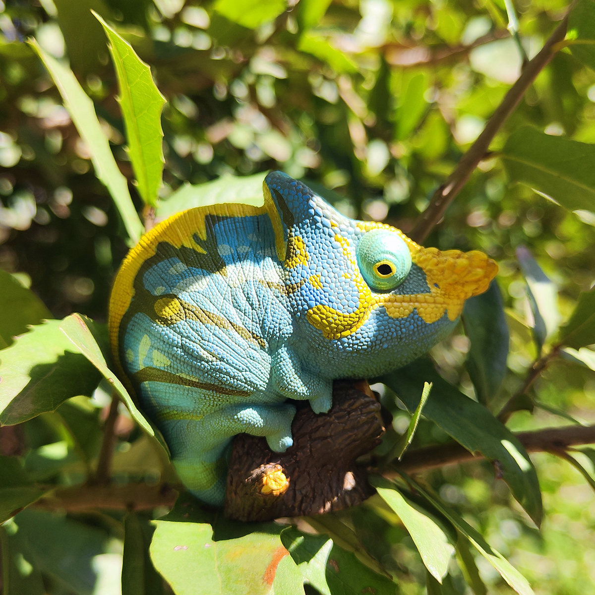 AHB Series 15 / Calumma parsonii - Parson’s Chameleon / Chameleon