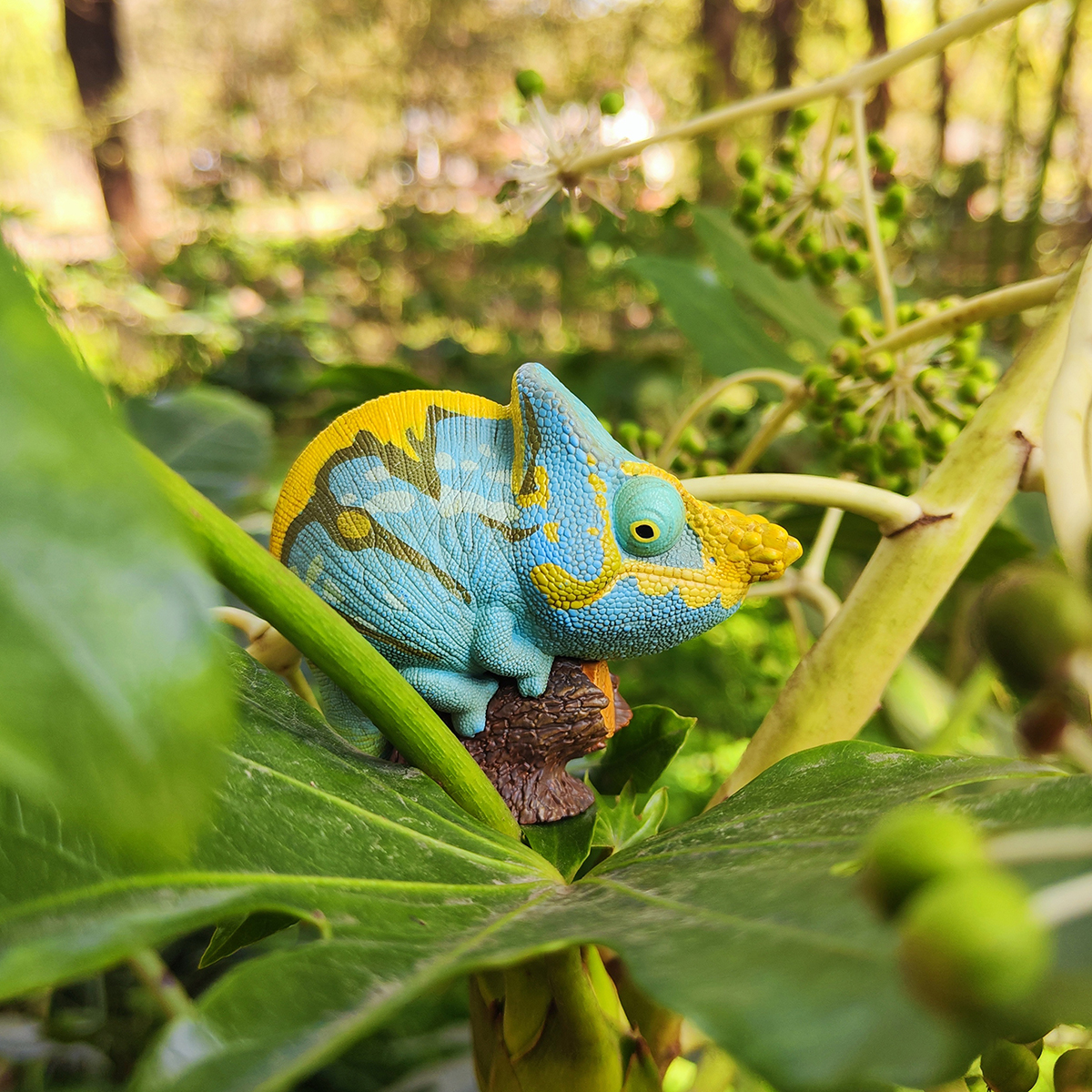 AHB Series 15 / Calumma parsonii - Parson’s Chameleon / Chameleon
