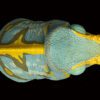 AHB Series 15 / Calumma parsonii - Parson’s Chameleon / Chameleon