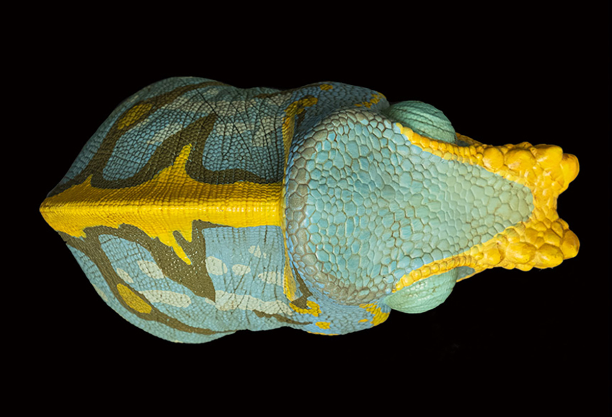 AHB Series 15 / Calumma parsonii - Parson’s Chameleon / Chameleon