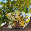 AHB Series 15 / Trioceros melleri - Meller’s Chameleon / Chameleon