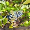 AHB Series 15 / Trioceros melleri - Meller’s Chameleon / Chameleon