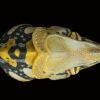 AHB Series 15 / Trioceros melleri - Meller’s Chameleon / Chameleon