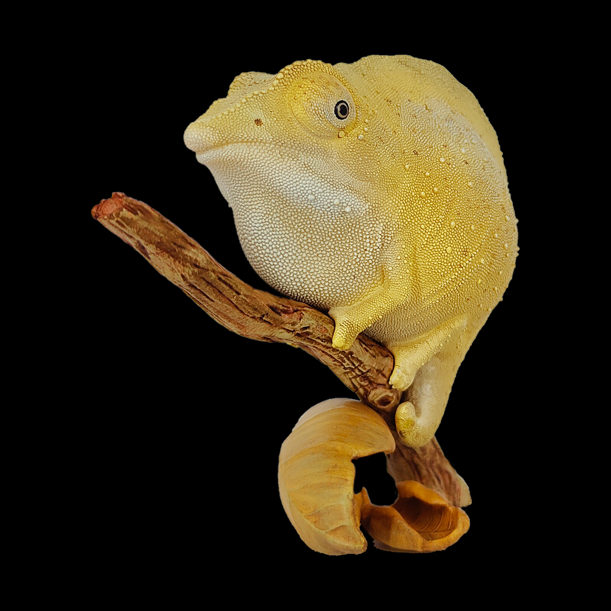 AHB Series 15 / Brookesia minima - Miniature Chameleon / Chameleon