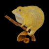 AHB Series 15 / Brookesia minima - Miniature Chameleon / Chameleon