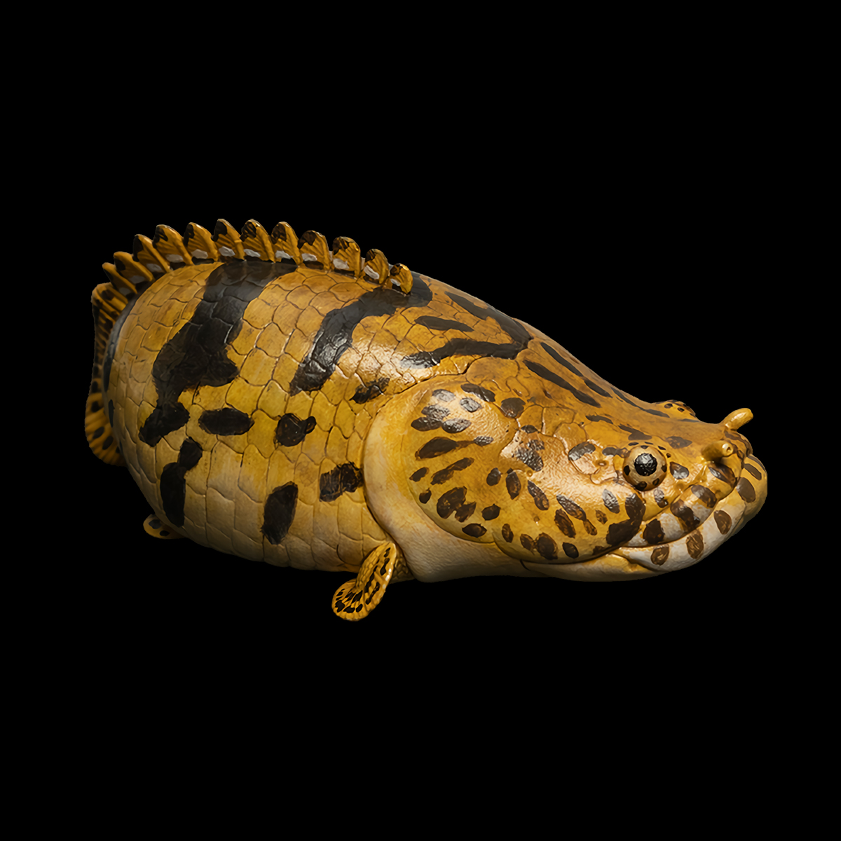 AHB Series 12 / Polypterus endlicheri - Saddled Bichir / Fish