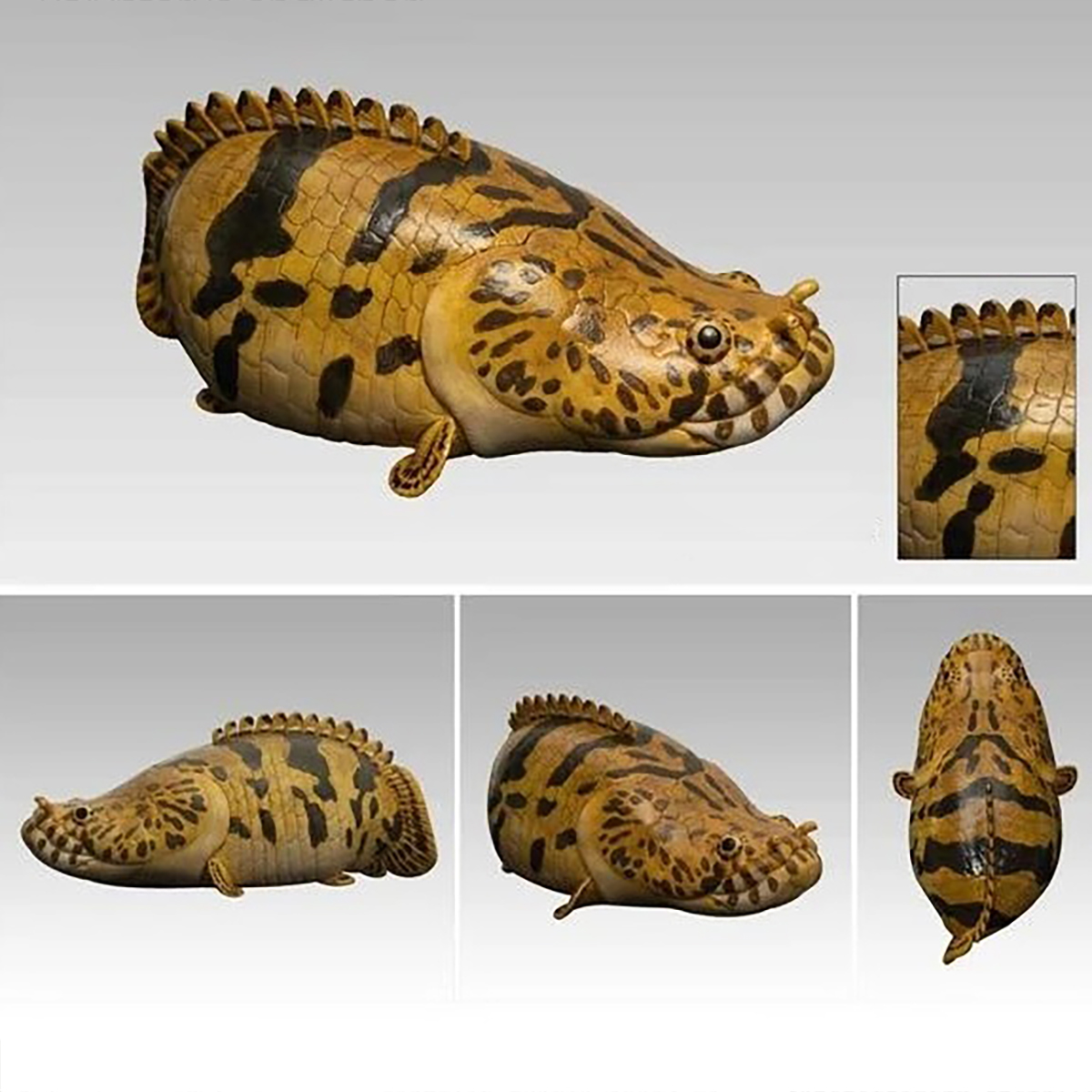 AHB Series 12 / Polypterus endlicheri - Saddled Bichir / Fish