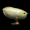 AHB Series 12 / Osteoglossum bicirrhosum - Silver Arowana / Fish