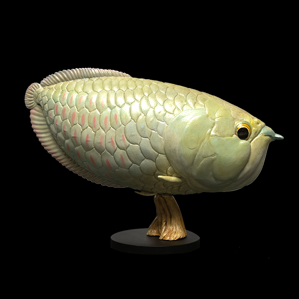 AHB Series 12 / Osteoglossum bicirrhosum - Silver Arowana / Fish