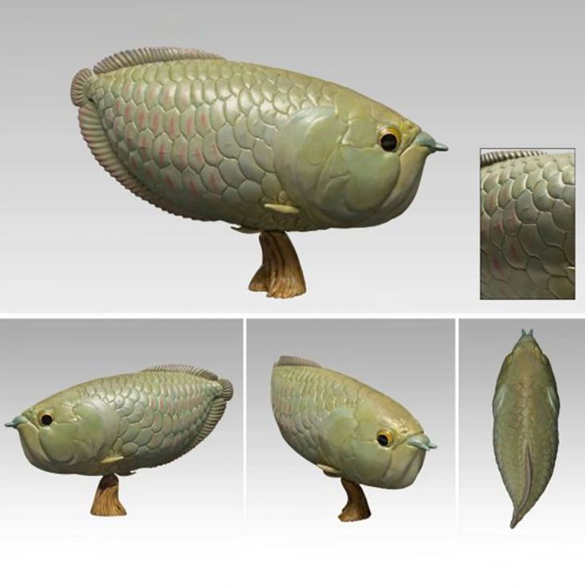 AHB Series 12 / Osteoglossum bicirrhosum - Silver Arowana / Fish