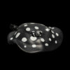 AHB Series 12 / Potamotrygon leopoldi - Polka Dot Stingray / Fish