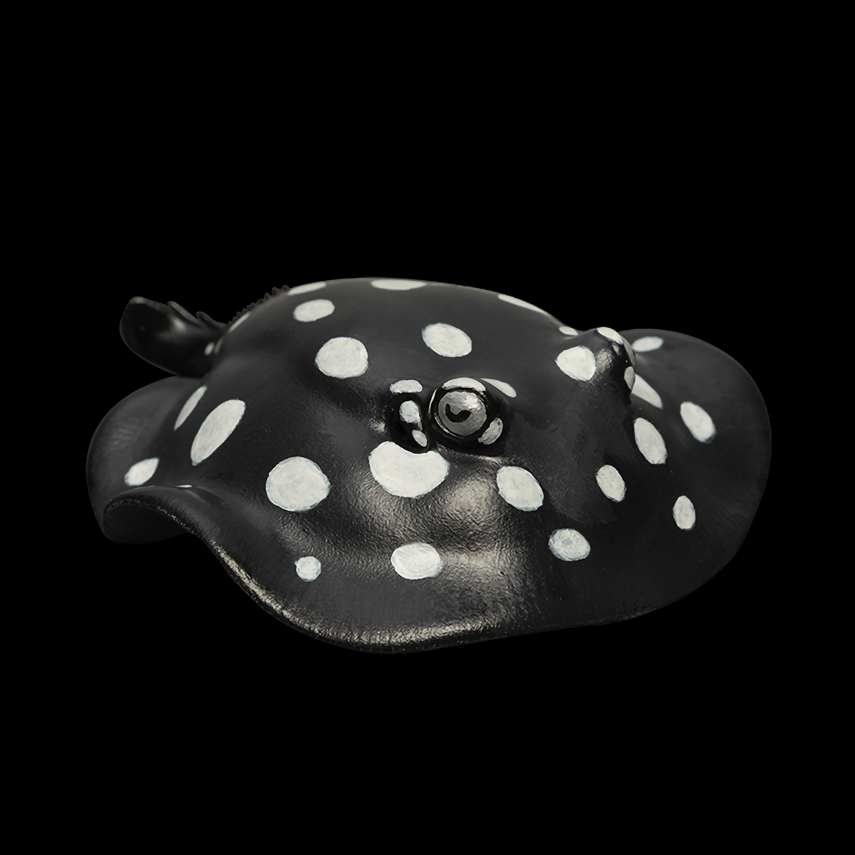 AHB Series 12 / Potamotrygon leopoldi - Polka Dot Stingray / Fish - IFiDEA