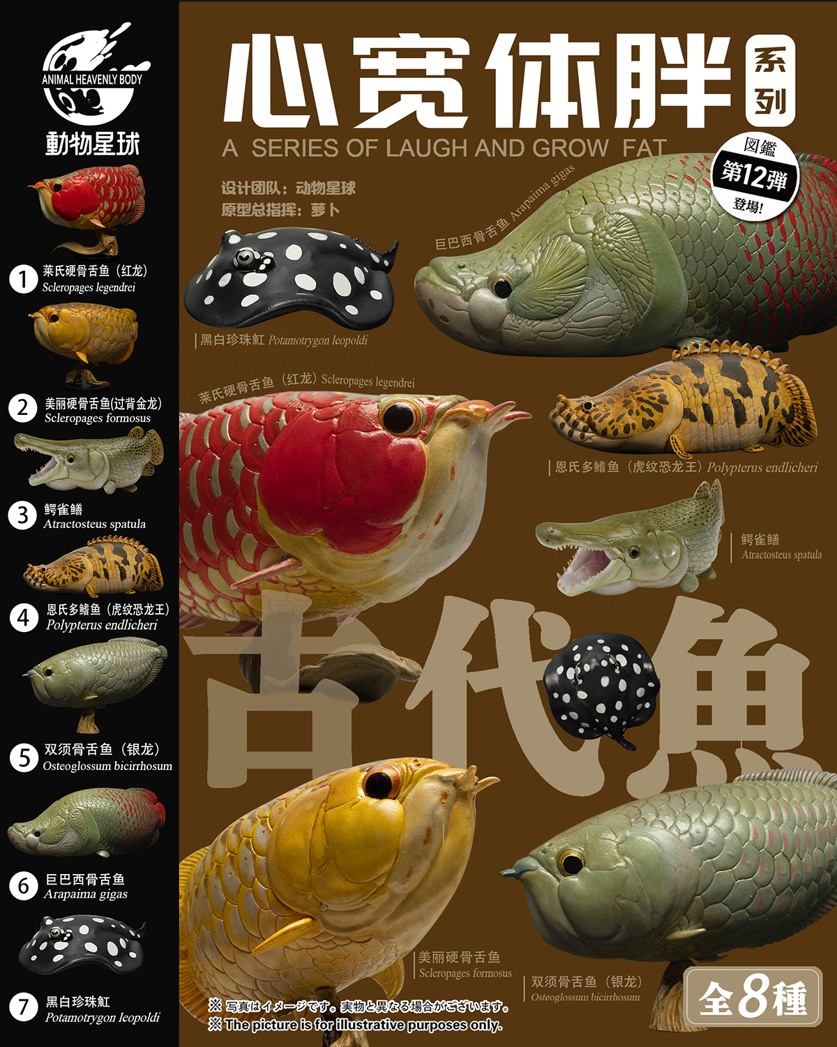AHB Series 12 / Polypterus endlicheri - Saddled Bichir / Fish