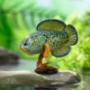 AHB Series 21 / Channa Barca / Fish