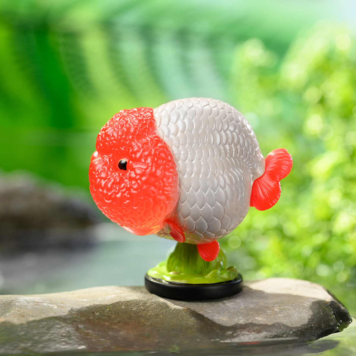 AHB Series 21 / Carassius auratus (Red Head Ranchu Goldfish) / Fish