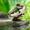 AHB Series 21 / Phractocephalus hemioliopterus / Fish