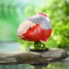 AHB Series 21 / Cyprinus carpio (Asagi Koi) / Fish