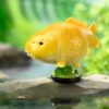 AHB Series 21 / Cyprinus carpio (Gold Ogon Koi) / Fish