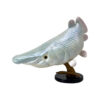AHB Series 21 / Atractosteus spatula - Alligator gar / Fish