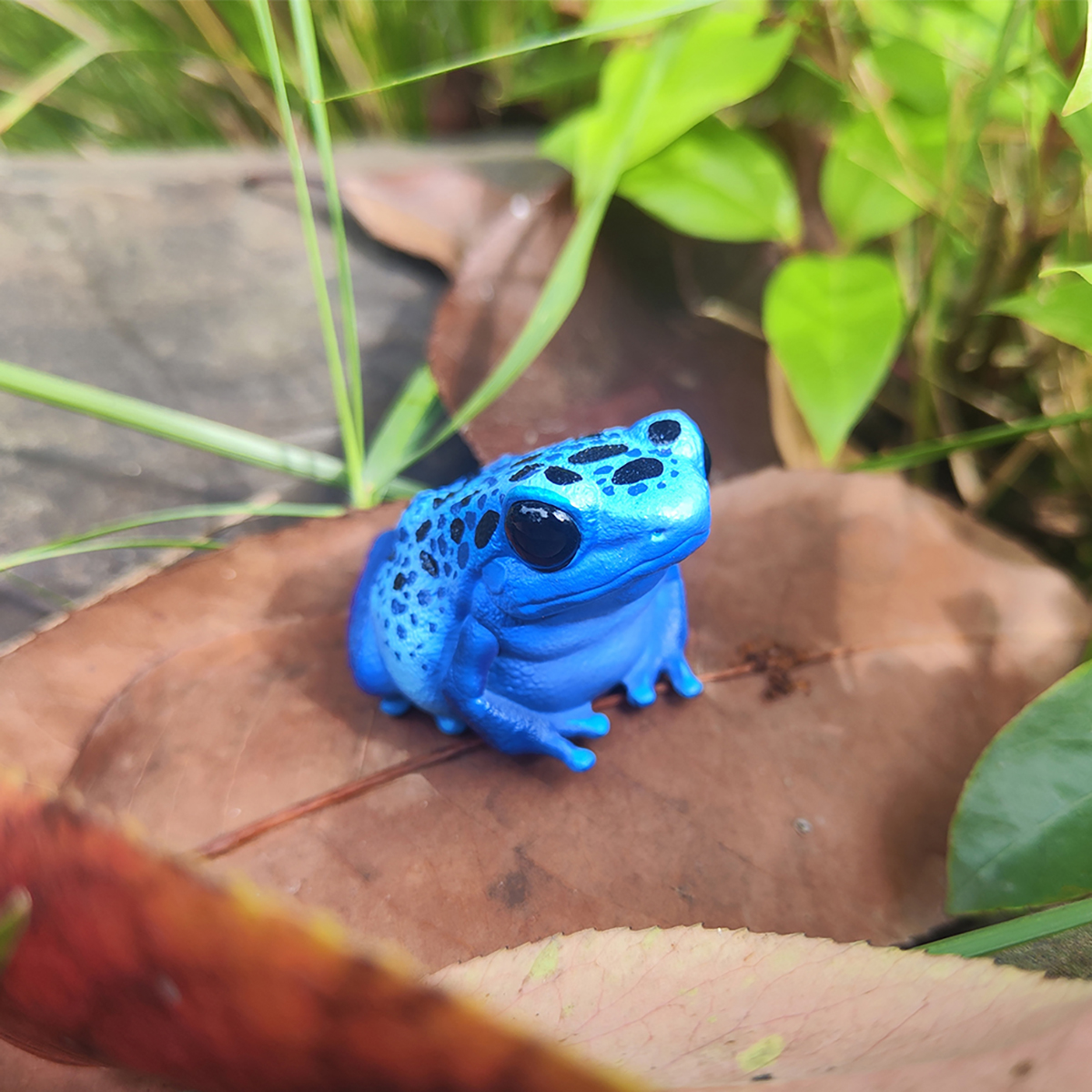 AHB Series 20 / Dendrobates tinctorius - Dyeing Dart Frog / Frog