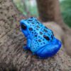 AHB Series 20 / Dendrobates tinctorius - Dyeing Dart Frog / Frog