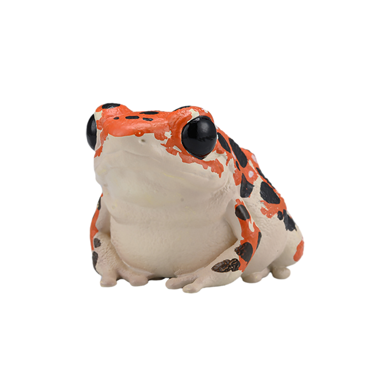 AHB Series 20 / Oophaga pumilio Bastimentos - Bastimentos Strawberry Poison Dart Frog / Frog