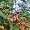 AHB Series 20 / Oophaga pumilio Bastimentos - Bastimentos Strawberry Poison Dart Frog / Frog