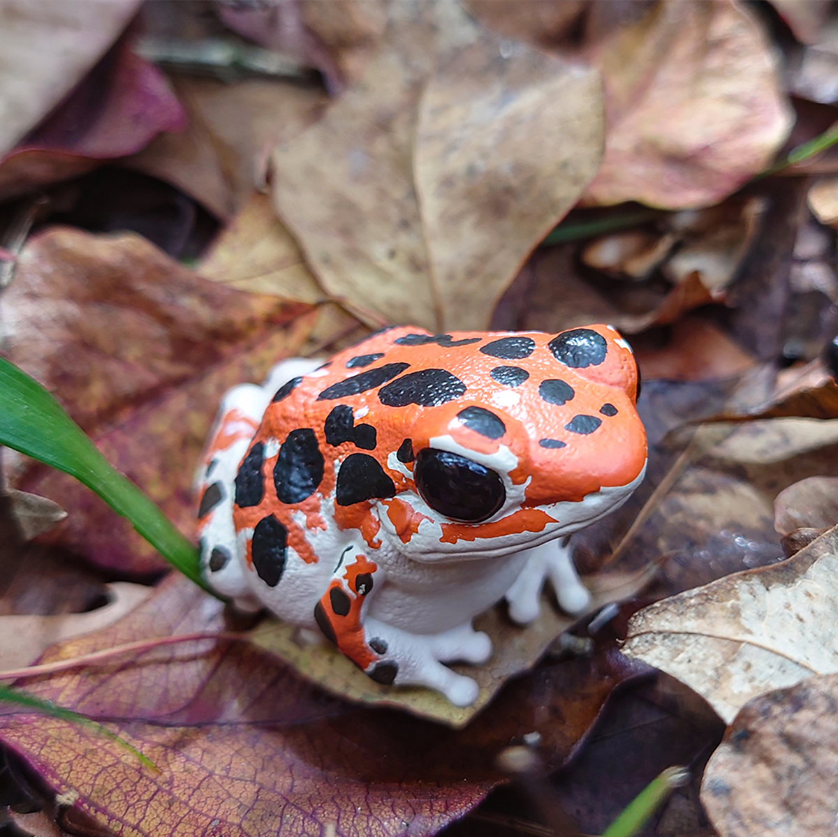 AHB Series 20 / Oophaga pumilio Bastimentos - Bastimentos Strawberry Poison Dart Frog / Frog