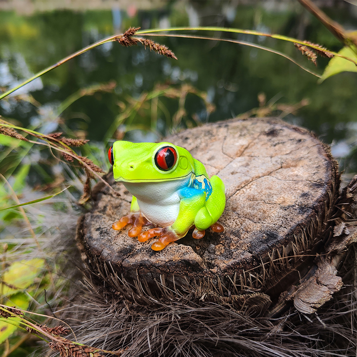 AHB Series 20 / Agalychnis callidryas - Red-eyed Tree Frog / Frog