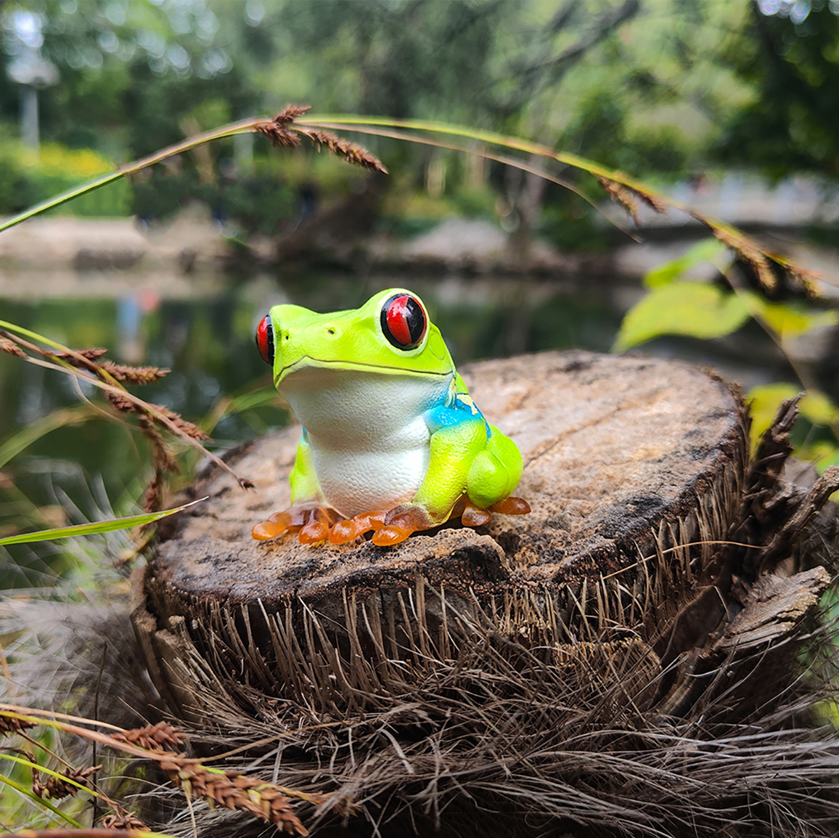 AHB Series 20 / Agalychnis callidryas - Red-eyed Tree Frog / Frog