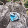 AHB Series 20 / Trachycephalus resinifictrix - Amazon Milk Frog / Frog