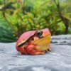 AHB Series 20 / Dyscophus - Tomato Frogs / Frog