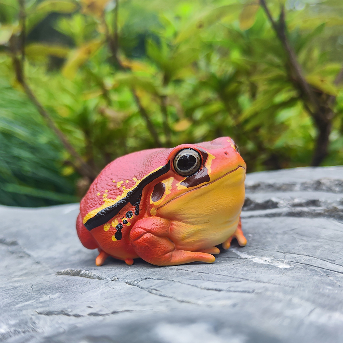 AHB Series 20 / Dyscophus - Tomato Frogs / Frog