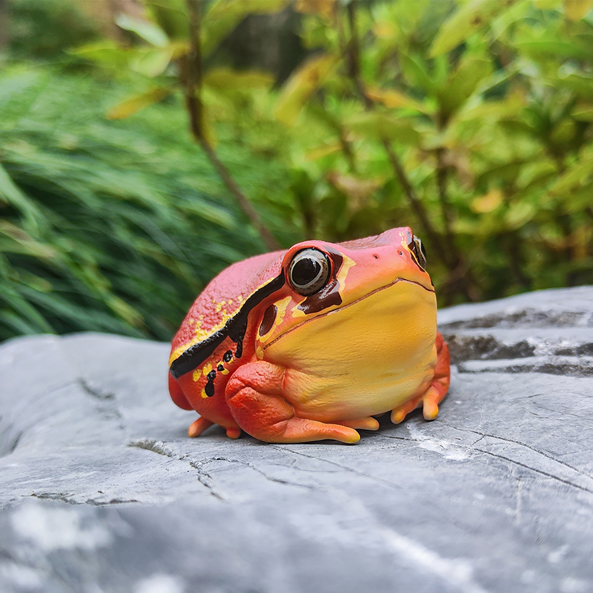 AHB Series 20 / Dyscophus - Tomato Frogs / Frog