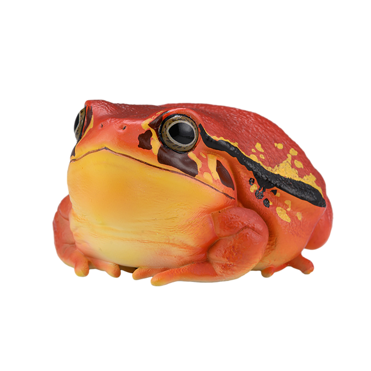 AHB Series 20 / Dyscophus - Tomato Frogs / Frog