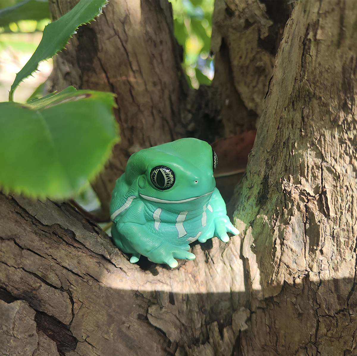 AHB Series 20 / Phyllomedusa sauvagii - Waxy Monkey Tree Frog / Frog